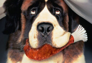 Список душевных фильмов про собак