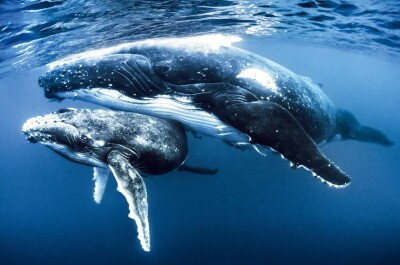 Как общаются киты: рассказывают ученые