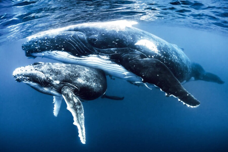 Как общаются киты