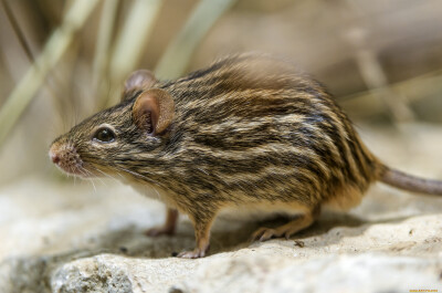 Существуют ли в природе полосатые крысы и где они обитают?