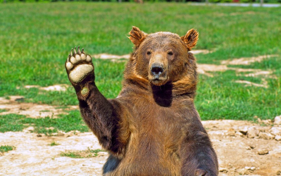 смешной медведь