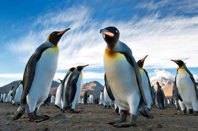 Древнейшая профессия в мире животных: пингвины спариваются за камни