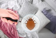Лучшие способы как самостоятельно избавиться от клопов в квартире