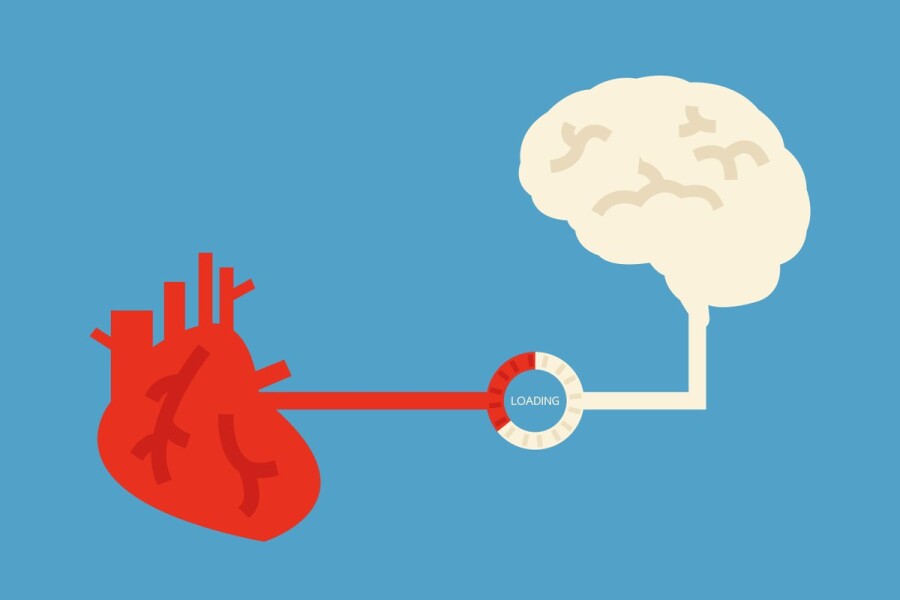 сердце и мозг
