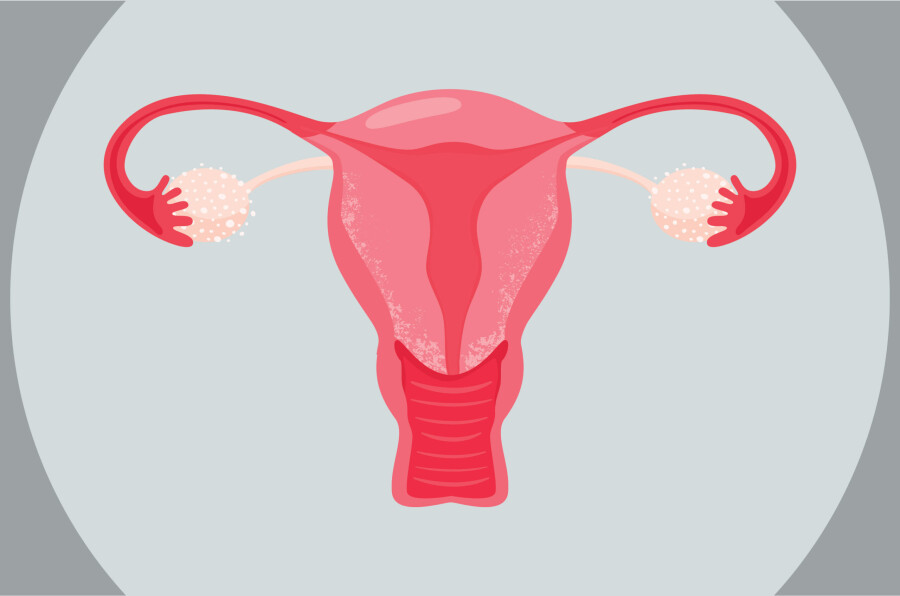 женская репродуктивная система