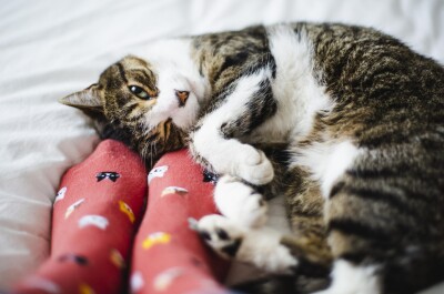 Причины почему кошка выбирает местом для сна пространство в ногах хозяина