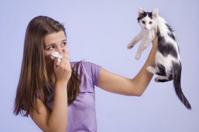 Почему возникает аллергия на кошек и как с ней бороться