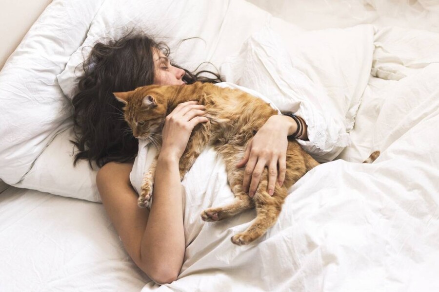 Почему коты спят на человеке