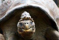 Что определяет продолжительность жизни животных