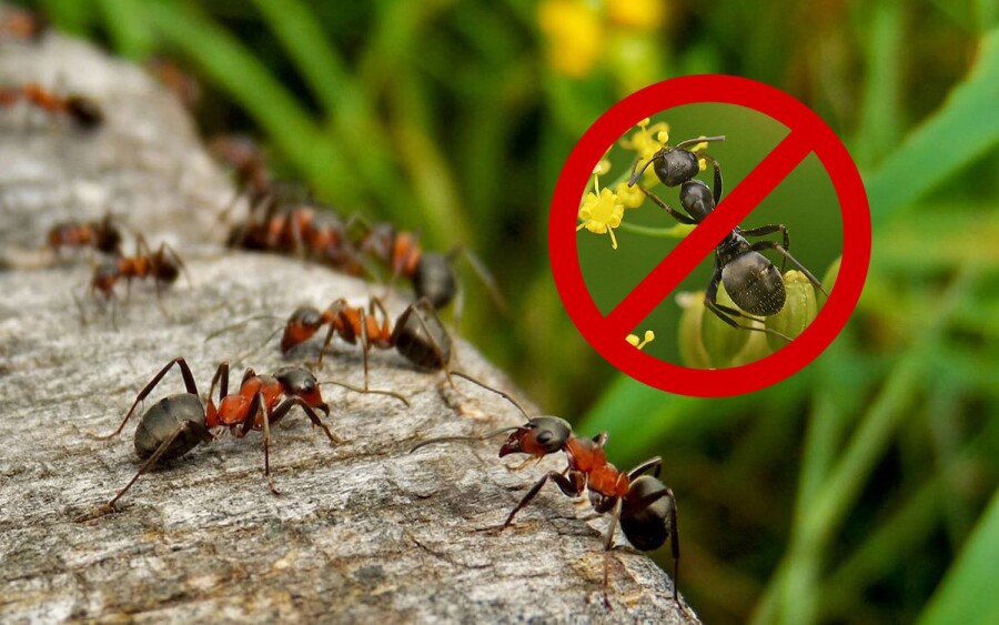 как избавиться от муравьев