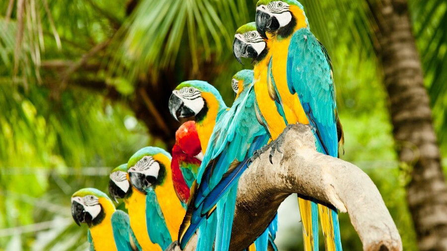 в Бразилии нельзя продавать попугаев