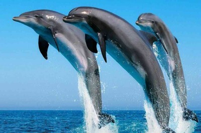 Самки дельфинов тщательно выбирают отца для своего малыша