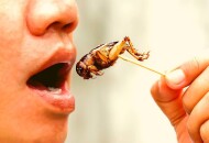 Так ли полезны насекомые при употреблении в пищу?