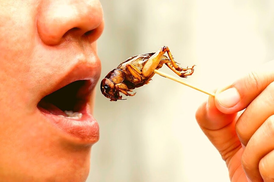 вред от употребления насекомых