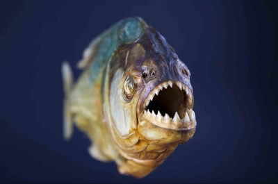 Пираньи-убийцы – существуют ли опасные рыбы в реальности?