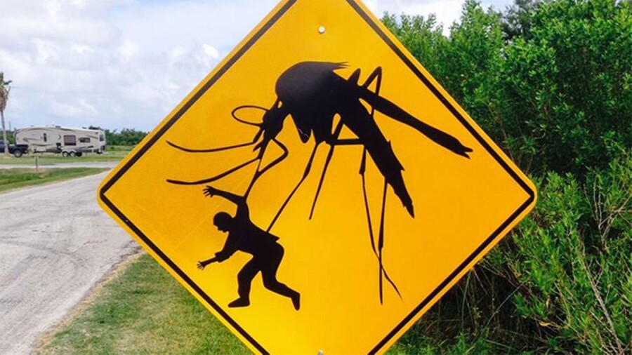 Как не бояться насекомых
