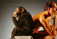 Секс сделал обезьяну человеком или новая теория эволюции