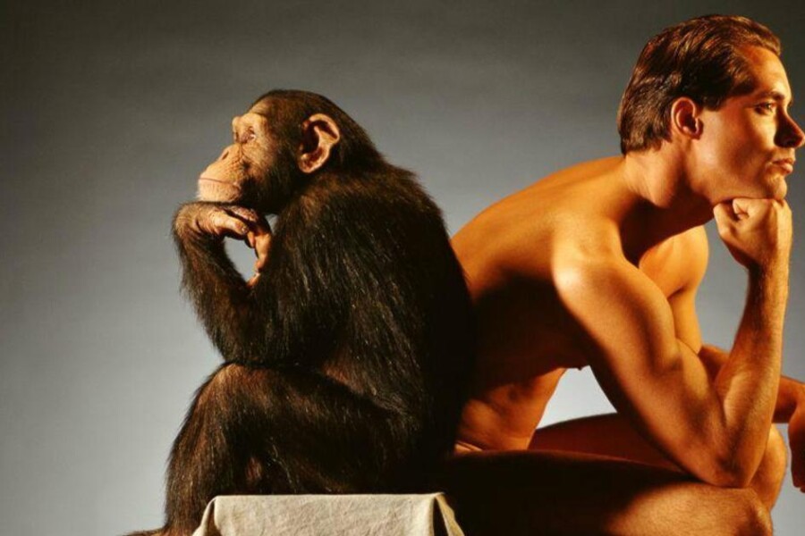 человек и обезьяна