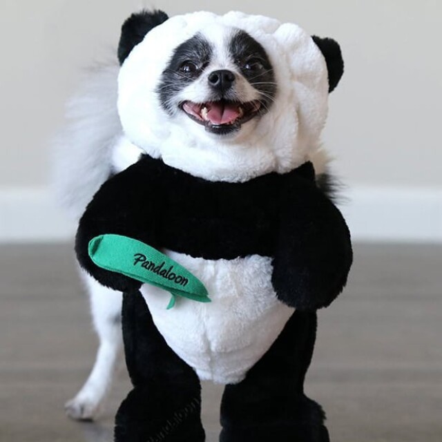 Huxley the Panda Pupp (@huxleythepandapuppy)