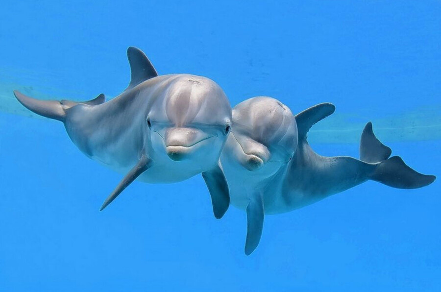 Как общаются дельфины