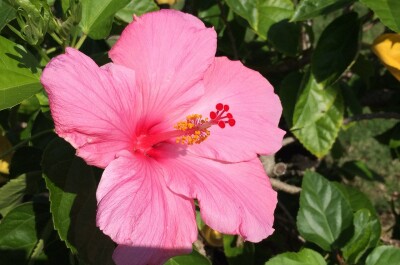 Причины ограничения на выращивания гавайской розы