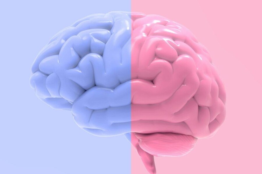 голубой и розовый мозг