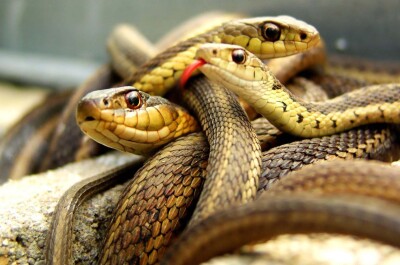 Как общаются змеи: невероятное из мира рептилий