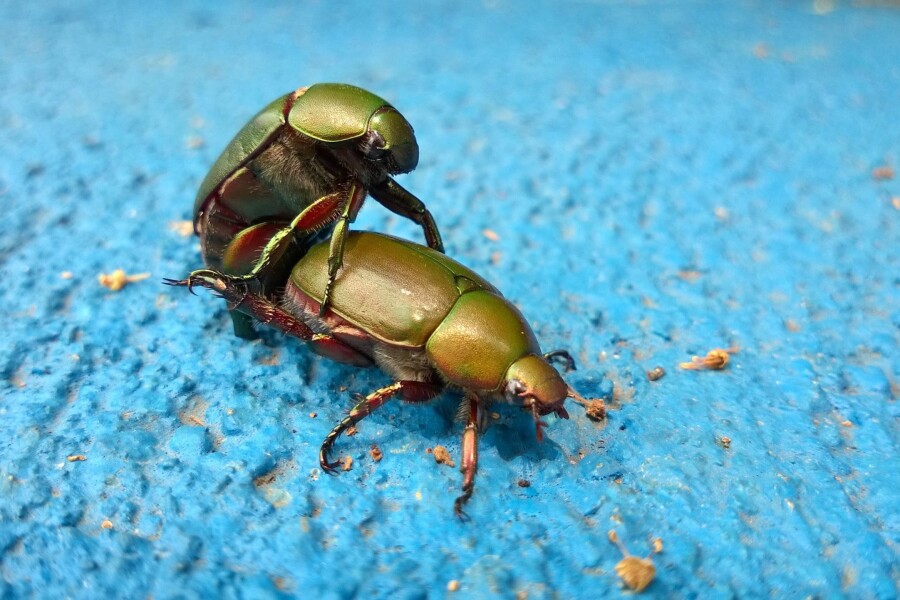 два жука спариваются