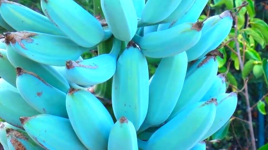 голубые бананы
