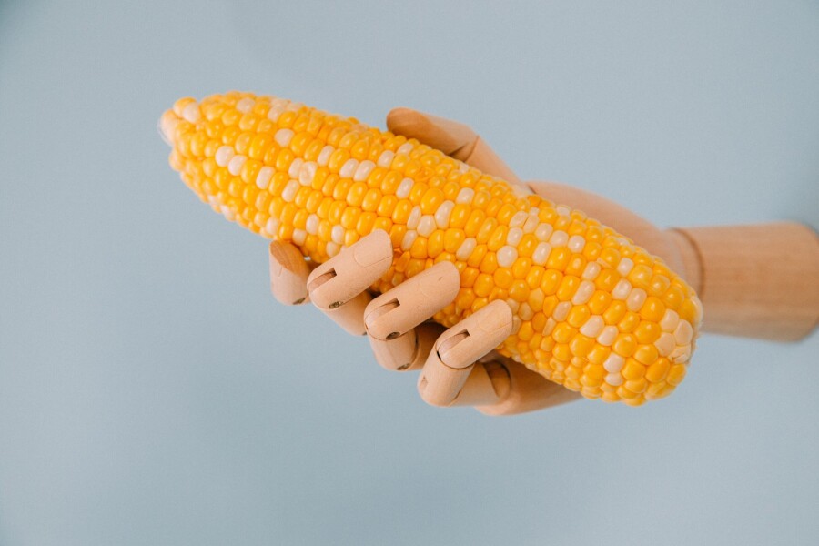 кукуруза в руке