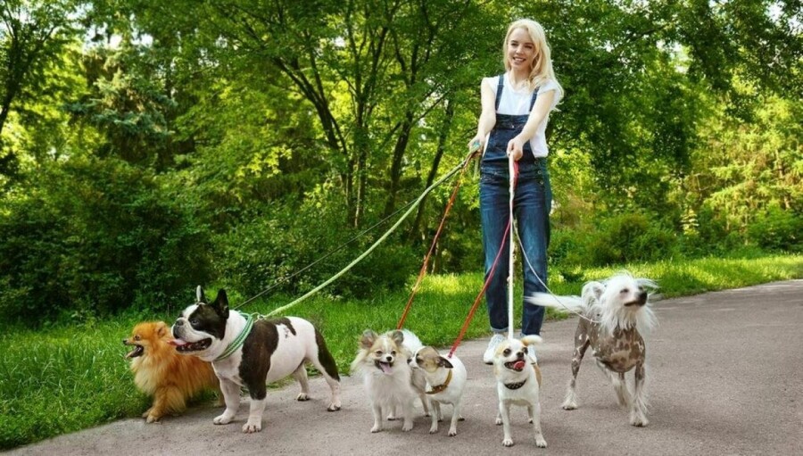 девушка с собаками