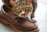 Действенные способы убрать запах кошачьей мочи в обуви