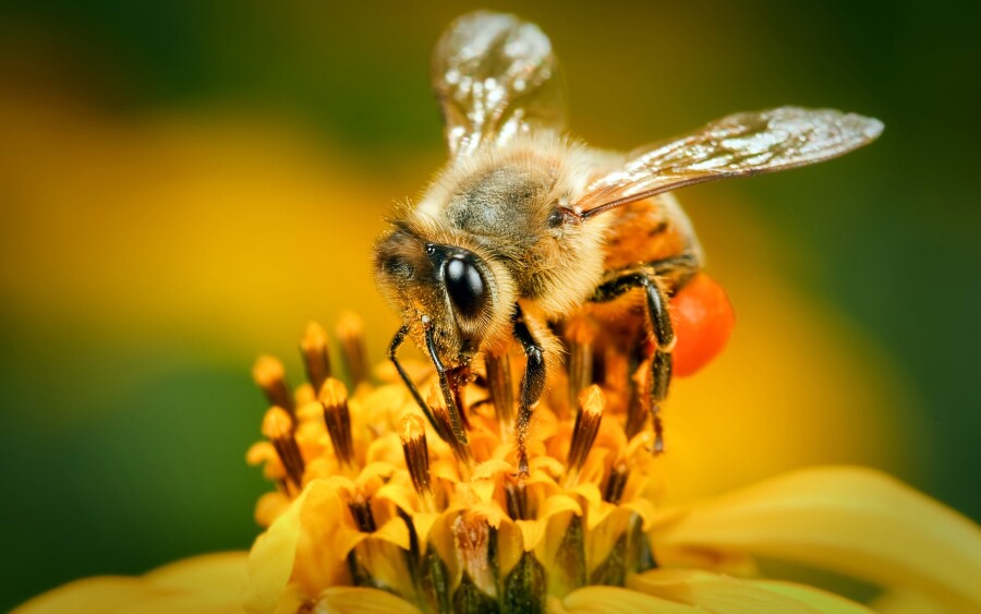 Эксперты рассказали, как общаются медоносные пчелы