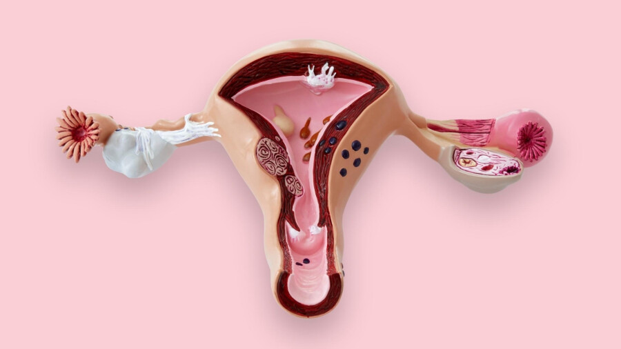 женская репродуктивная система