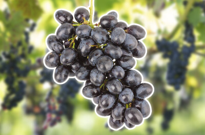 Причины запрета винограда Изабелла