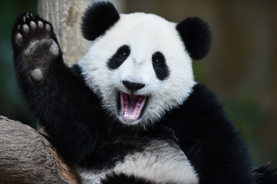 смешная панда