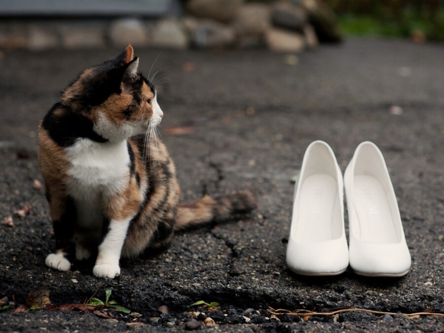 как убрать запах кошачьей мочи в обуви