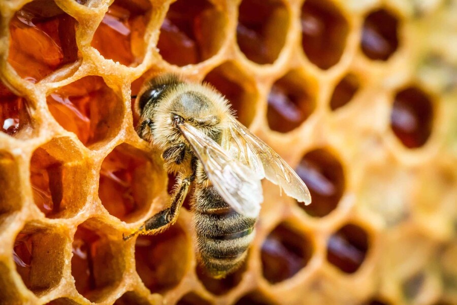 как общаются медоносные пчелы
