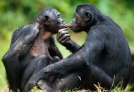 Бонобо — самые сексуально озабоченные обезьянки на планете
