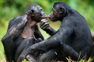 Бонобо — самые сексуально озабоченные обезьянки на планете