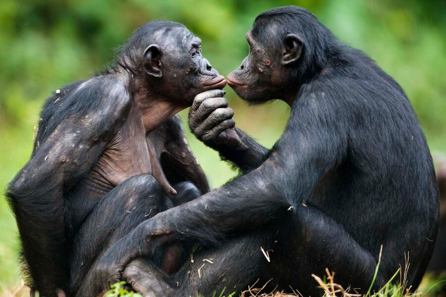 обезьянки бонобо