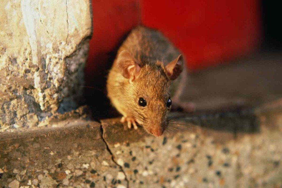 как избавиться от мышей