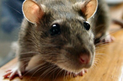 Почему некоторые люди панически боятся крыс
