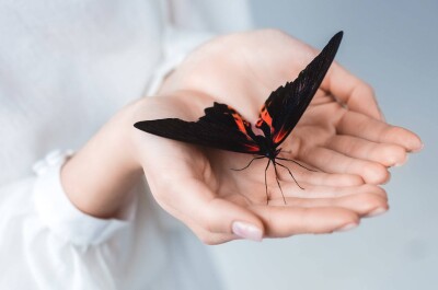 Что провоцирует фобию бабочек, и как перестать их бояться?