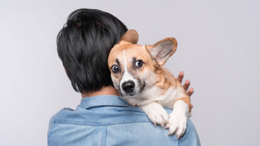 Как избавиться от страха собак