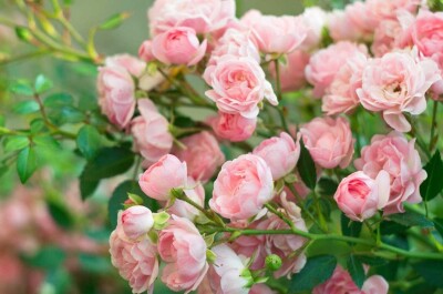 Действенные способы как избавиться от тли на розах