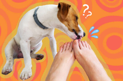 Зачем собака лижет ноги человека?