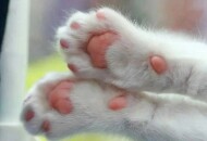 Что кошки хотят сказать, переминая лапками человека