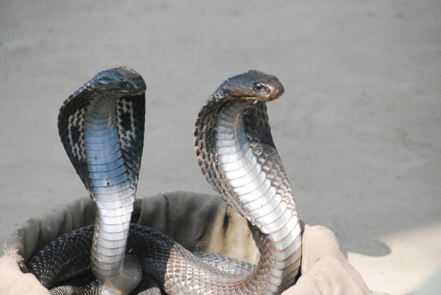 Как общаются змеи