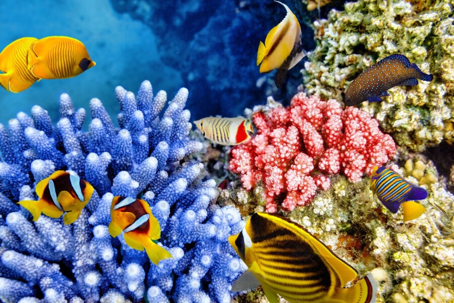 коралловые рифы